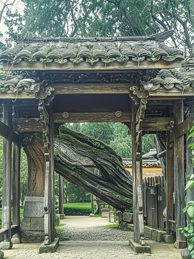 千萬別帶娃去松陽！這3個坑讓我困在秘境當野人