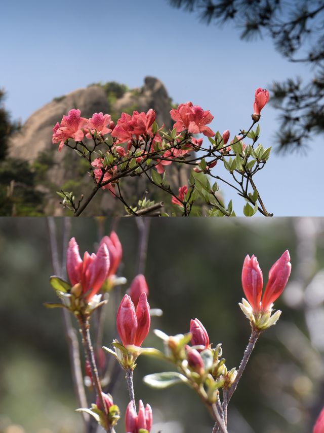 如果唔嚟花台一趟，就錯過今年嘅杜鵑花期喇