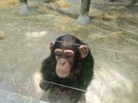 探秘蓉城野趣：成都動物園漫遊指南