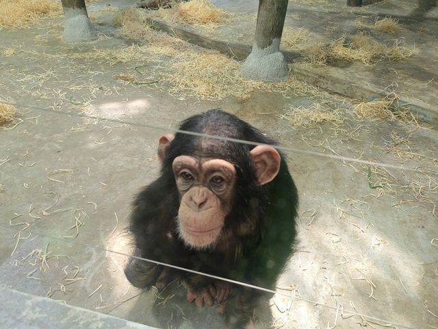 探秘蓉城野趣：成都動物園漫遊指南