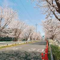 🌸釜山秘境｜慶尚南道昌寧郡 被櫻花淹沒的夢幻仙境！