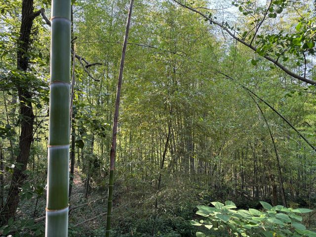 西山島私藏徒步路線｜闖入綠野仙蹤嘅治癒週末