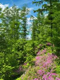 瀋陽周邊遊|搵到通往杜鵑花海嘅山間小路