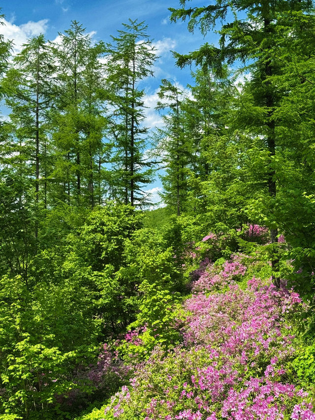 瀋陽周邊遊|搵到通往杜鵑花海嘅山間小路