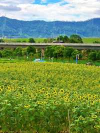 深圳的寶子們注意啦！光明歡樂田園的向日葵花海美到讓人尖叫🌻5.16新鮮熱辣實拍，金燦燦的花田直接把夏日浪漫值拉滿！