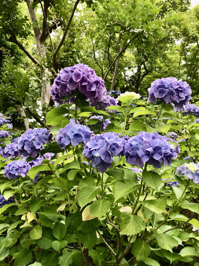 #多摩川台公園嘅繡球花