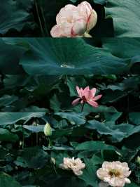 杭州周邊賞荷好去處🪷夏日頂流真係太驚艷