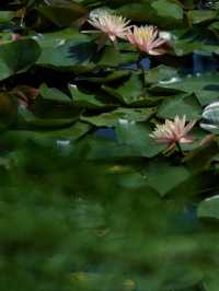 南京小眾寶藏地 | 池杉湖國家濕地公園
