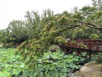 雨中漫遊圓明園，邂逅合歡花與荷花的詩意