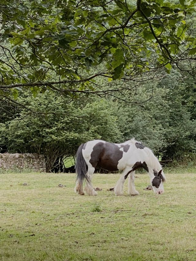 邂逅高地精靈，英國野生動物之旅