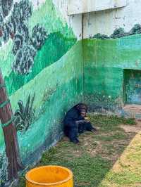 威海西霞口野生動物園真係正到爆！