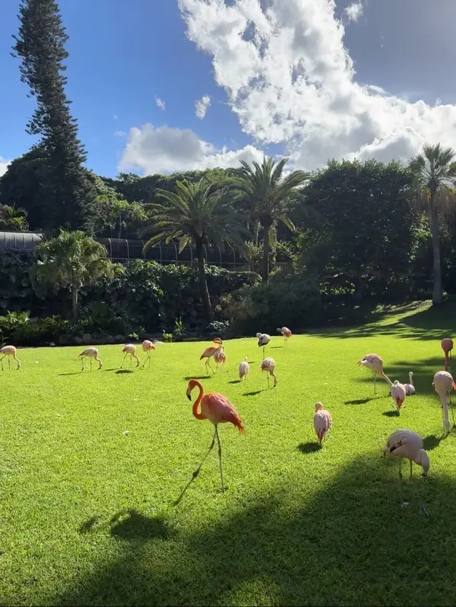 Have you heard of Tenerife, the Canary Island most people don't know about?