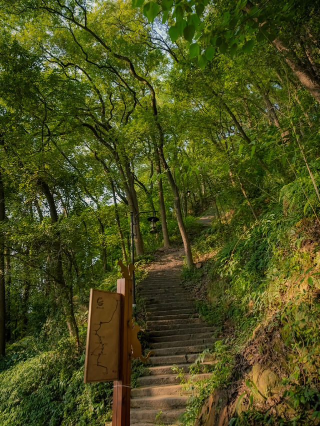 重慶丨黃桷埡citywalk||青石階爬滿苔痕 老黃桷樹撐開濃蔭 吊腳樓懸在雲霧裡——這裡是重慶最後一片“爬坡上坎”的江湖
