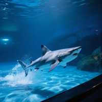 上海海洋水族館7天深度遊玩攻略（暑假版）
上海海洋水族館位於浦東新區陸家嘴，緊鄰東方明珠，是世界上最大的