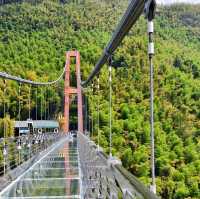 This is the Legendary Bamboo Forest of Crouching Tiger