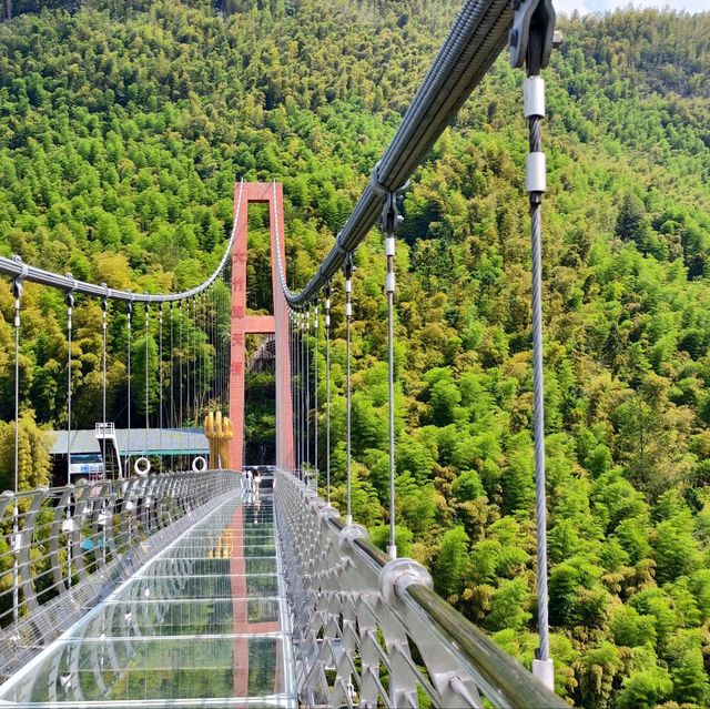 This is the Legendary Bamboo Forest of Crouching Tiger