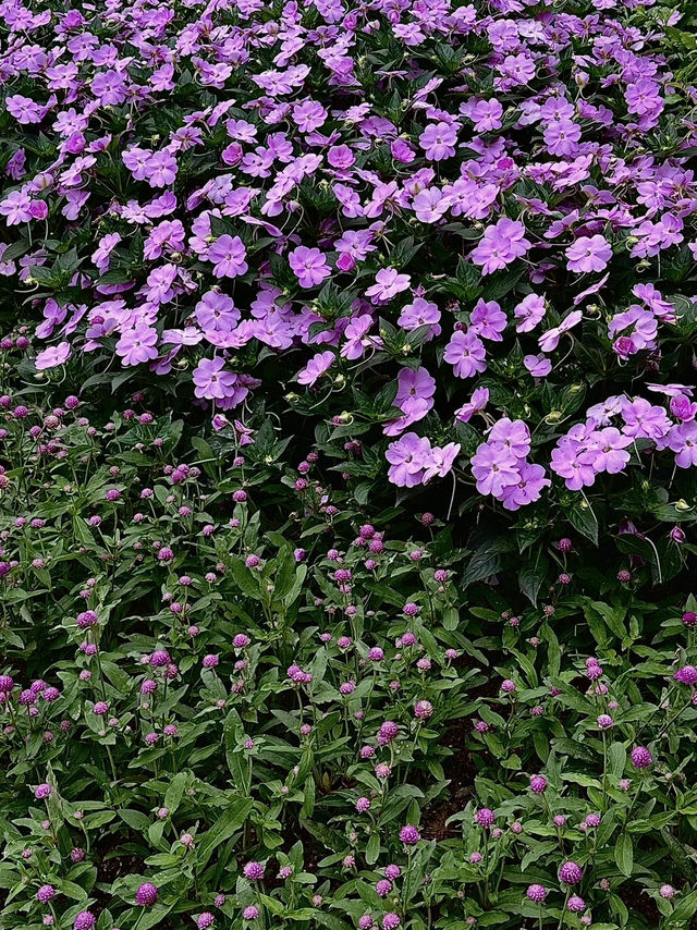 Lychee Park Shenzhen