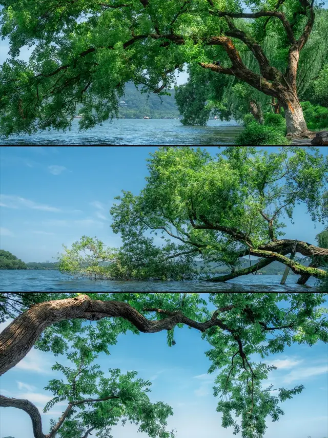 [West Lake Osmanthus Viewing Special Line Launch｜Ride the Autumn Special Train and Encounter the City Filled with Osmanthus Fragrance] 