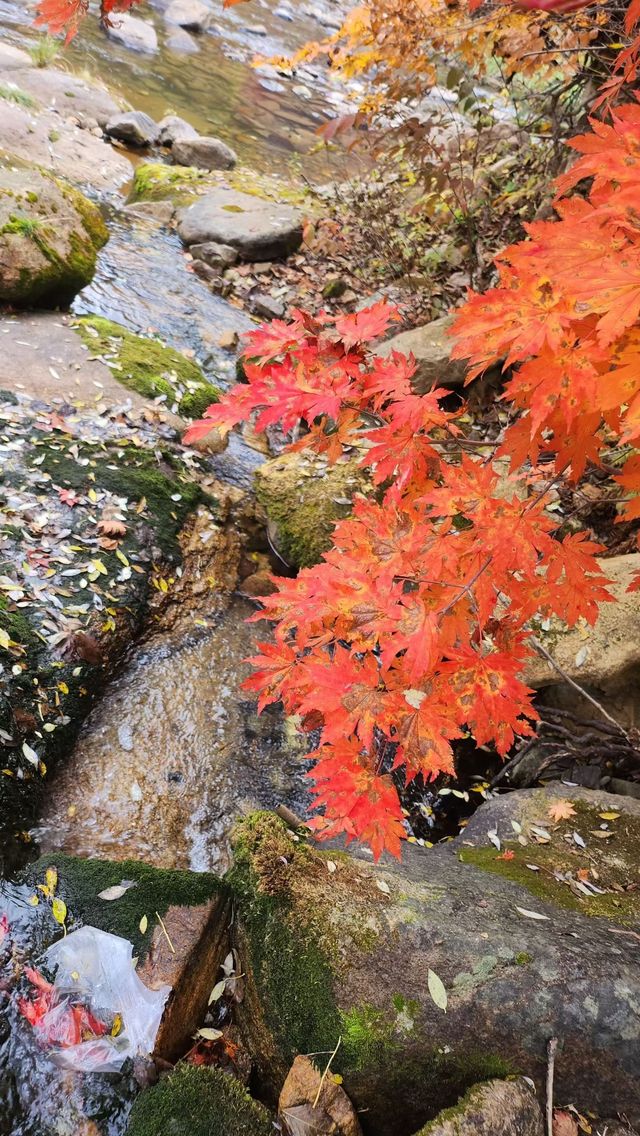 遼寧私藏的賞楓寶地！響水寺原始秋色驚豔整個十月
