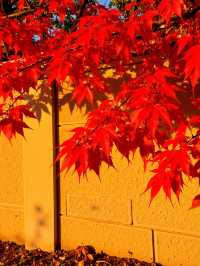 日光紅葉，秋日限定