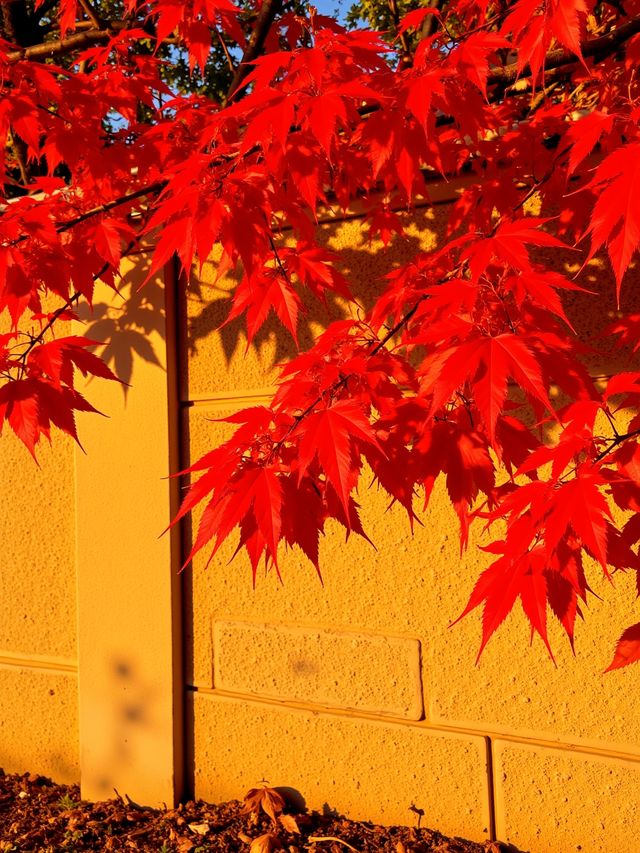 日光紅葉，秋日限定