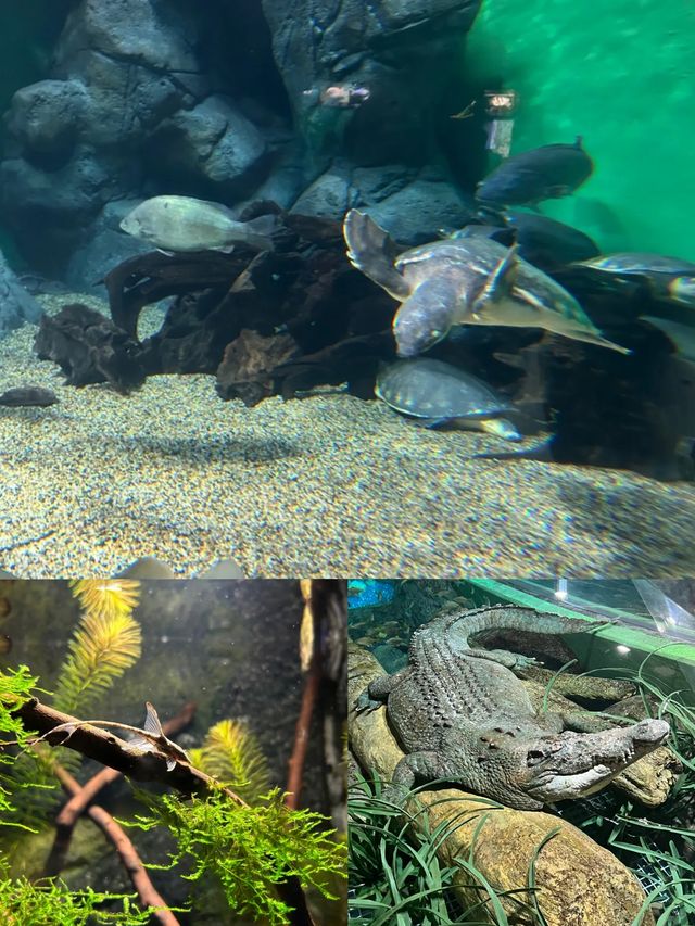 陸家嘴海洋館：親子遊玩寶藏地，優缺點全知曉！