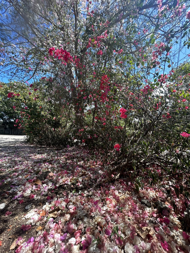 🐝 邦勞島蜜蜂農場｜海景、好吃又好逛的慢活天堂