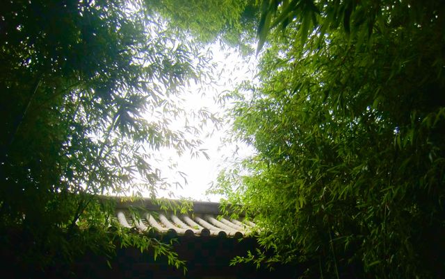 翠湖人好像會在某段時間瘋狂地迷戀上藍天白雲和綠樹