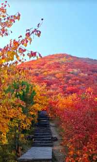漫山紅葉與山間野趣的浪漫邂逅