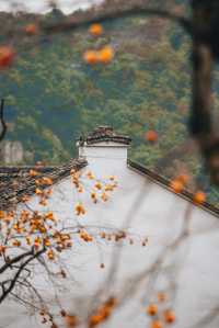 秋日限定橙色，上海周邊三片柿子林