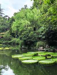 人民公園最後一群睡蓮！天氣好冷植物都撐不住了
