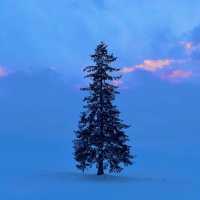 ❄️홋카이도의 겨울, 상상보다 따뜻한 눈꽃 낭만