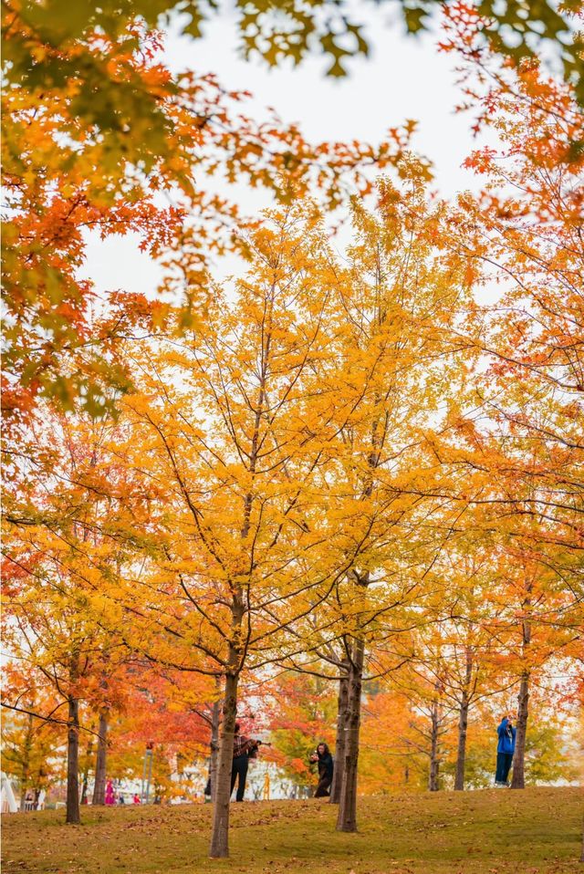東安湖公園這一處彩林秘境，真的太讓人驚喜了