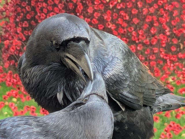 A Five-Star Day at the Tower of London