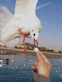 青島·冬日鷗語