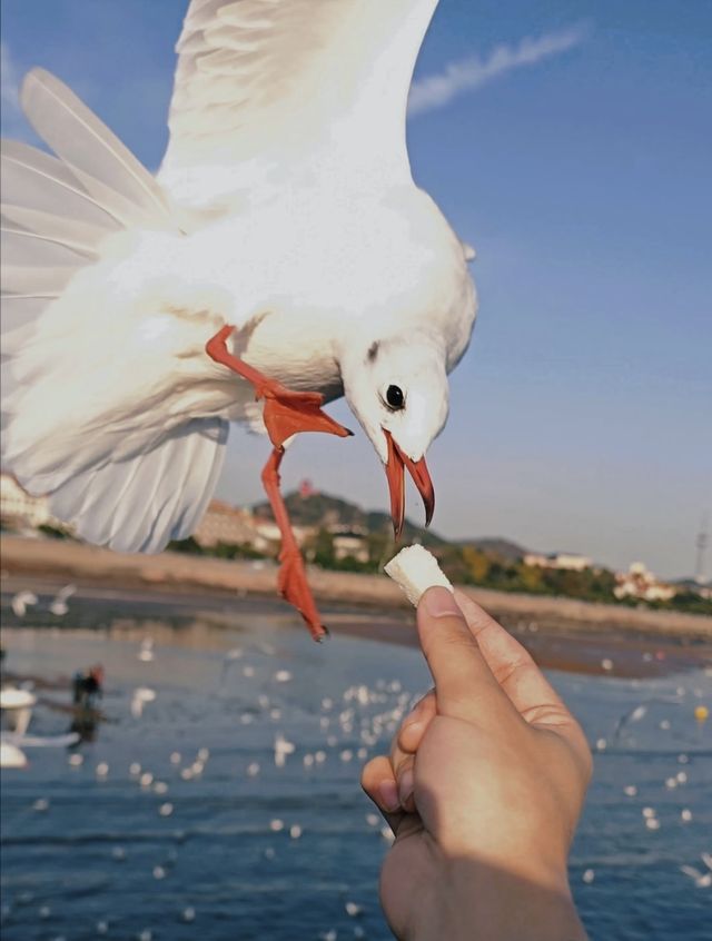 青島·冬日鷗語
