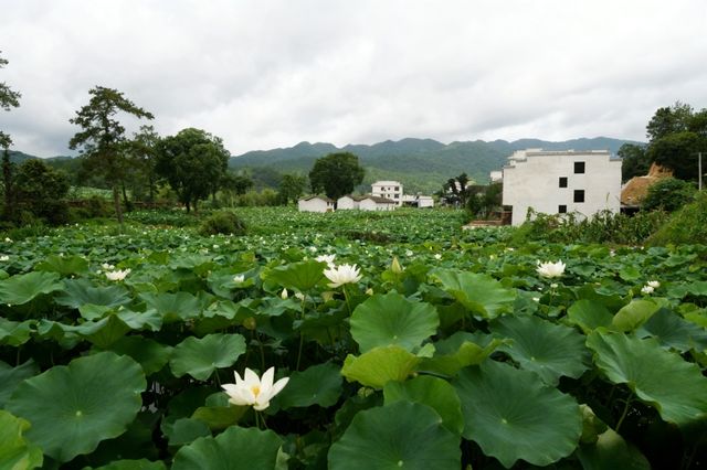 瑞金尋根之旅:在紅都,觸摸那段滾燙嘅青春 瑞金尋根之旅:在紅都,觸摸那段滾燙嘅青春