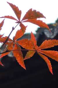 江南園林天花板在這裡