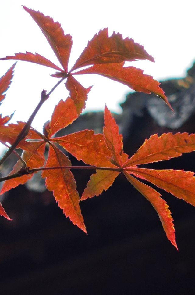 江南園林天花板在這裡