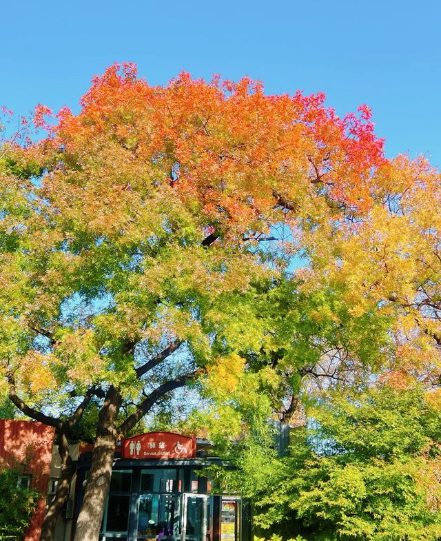 金秋童話專屬—青島中山公園
