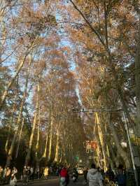 南京5年打工人的超濃縮攻略本地人帶你玩轉六朝古都