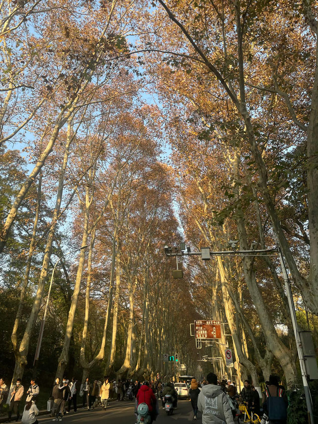 南京5年打工人的超濃縮攻略本地人帶你玩轉六朝古都