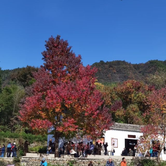 初冬江浙滬徒步指南丨金秋限定美景打卡地全公開！