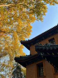 南京秋日City Walk！這幾個地方一定要打卡