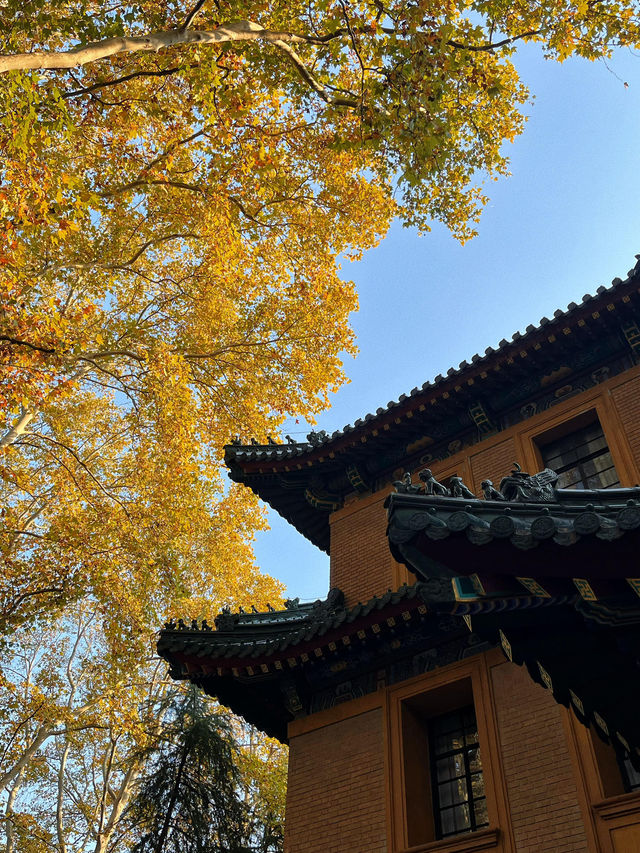 南京秋日City Walk！這幾個地方一定要打卡