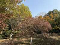 秋日虞山賞楓季