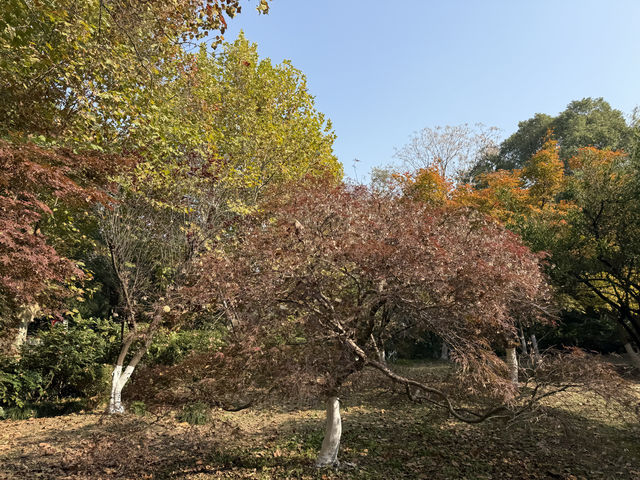 秋日虞山賞楓季