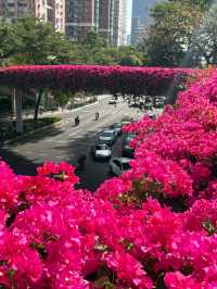 廣州冬日限定|全城最美的粉紅色三角梅花海打卡點