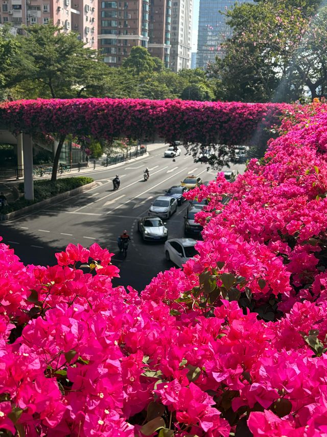 廣州冬日限定|全城最美的粉紅色三角梅花海打卡點 廣州冬日限定|全城最美的粉紅色三角梅花海打卡點