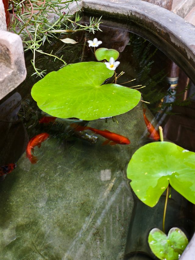 在建水擁有一個有風小院歡迎你來住我家